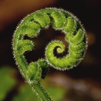 Stress Management Center at Fernview Logo