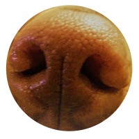The Nosey Pup LLC Logo