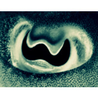 Contenu Logo