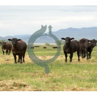 Carbon Cycle Institute Logo