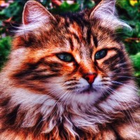 Arda Erlik Photography Logo