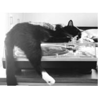 Watchcat Productions Logo