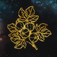 IDRA Productions Logo