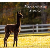 Meadowgate Alpacas Logo