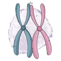Como Somos Homólogas I Assessoria Acadêmica Logo