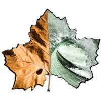 Forest2sea Logo