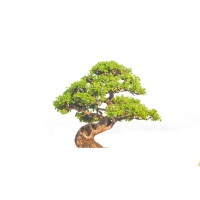 The Wise Dojo Logo