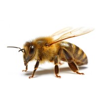 Iron Bee Apiary Logo
