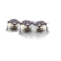 The Curious Guys Limited Logo