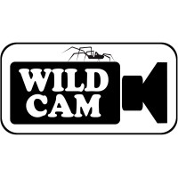 Wildcam (Pty) LTD Logo