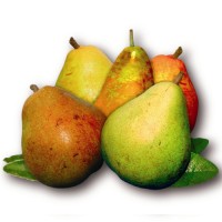 Pear Stairs Logo