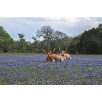 Salem Insurance Logo