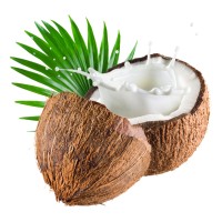 Coconutech Logo