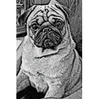 Astute Consulting Logo