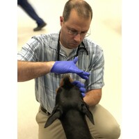 Triangle Veterinary Referral Hospitals Logo