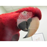 The Center for Avian and Exotic Medicine Logo