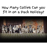 Pack Holidays Logo