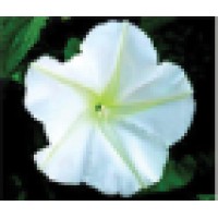 MoonFlower Florist Logo