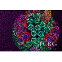 Theoretical and Computational Biophysics Group Logo