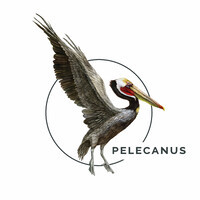 Pelecanus Inc Logo