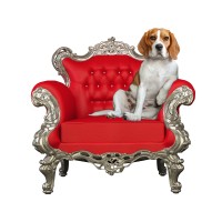 ByBenji Biltong Logo