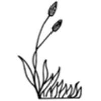 Upon The Heath Logo