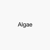 Algae Logo