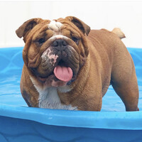 Dude the Bulldog Logo