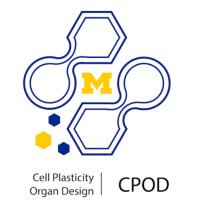 Center for Cell Plasticity and Organ Design (CPOD) Logo