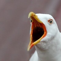 Бургас (Burgas) Logo