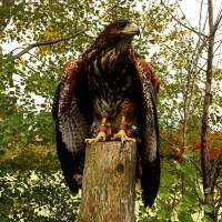 Imperial Falconry Services Inc. Logo