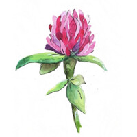 Clover Magazine Logo