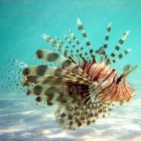 Lionfish Producties, bureau voor journalistieke producties Logo