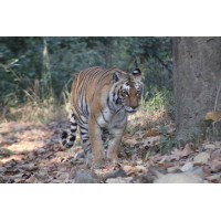Jim Corbett Uttarakhand Logo