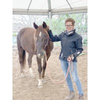 Coaching with horses Logo