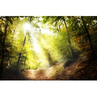 Healing Path Therapy Logo