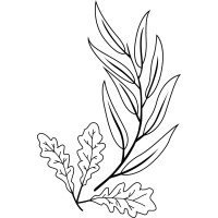 Willow Oak Business Consulting Ltd. Logo