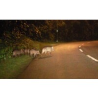 Singapore Wildlife Sightings Logo