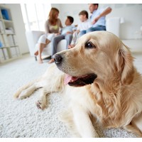 Lindberg Flooring Logo