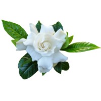 Gardenia Group Logo