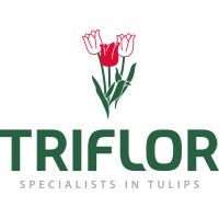 Triflor Logo