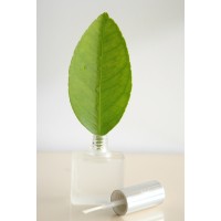 Clear Pollysh Creative Logo