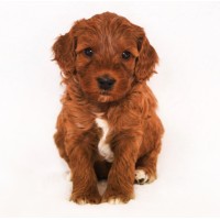 Copper Cloud Labradoodles Logo