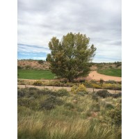 Dynamic Business Solutions, LLC Logo