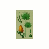 Palm Trees & Dreams Logo