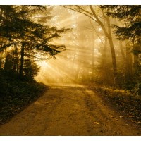 Transforming Privilege LLC Logo