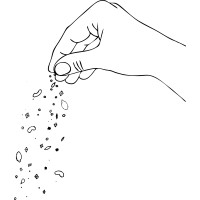 Seeds & Salt Logo