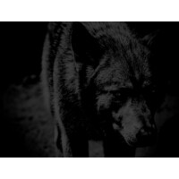 Golden Whiskered Wolves Productions LLC Logo