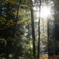 Deep Forest Sciences Logo