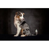 Idaho Dog Photography Logo